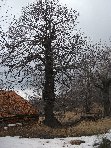 Contrada_Cassone - 20110327 041.jpg